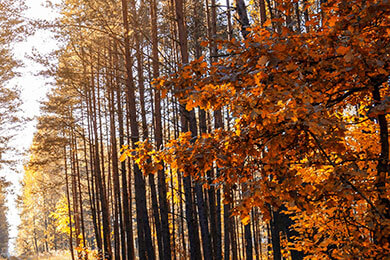 开云体育app-中国逆转拜仁，迪马利亚打破历史纪录：足球盛事的荣耀时刻